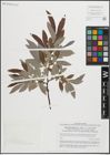 Foto von Salix appendiculata Vill. x Salix eleagnos Scop.
